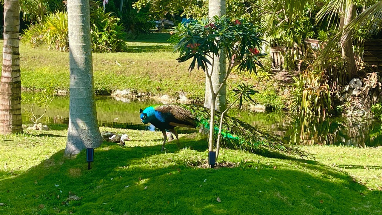 Photo of Outdoor in Palmetto Bay