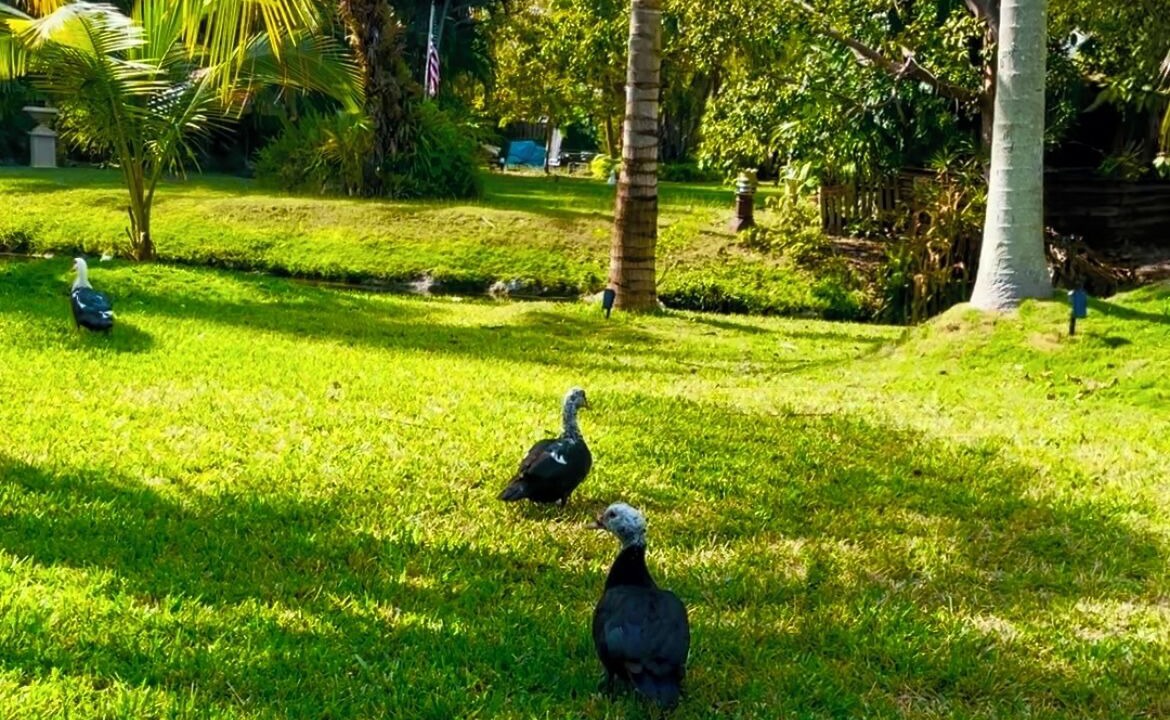 Photo of Outdoor in Palmetto Bay
