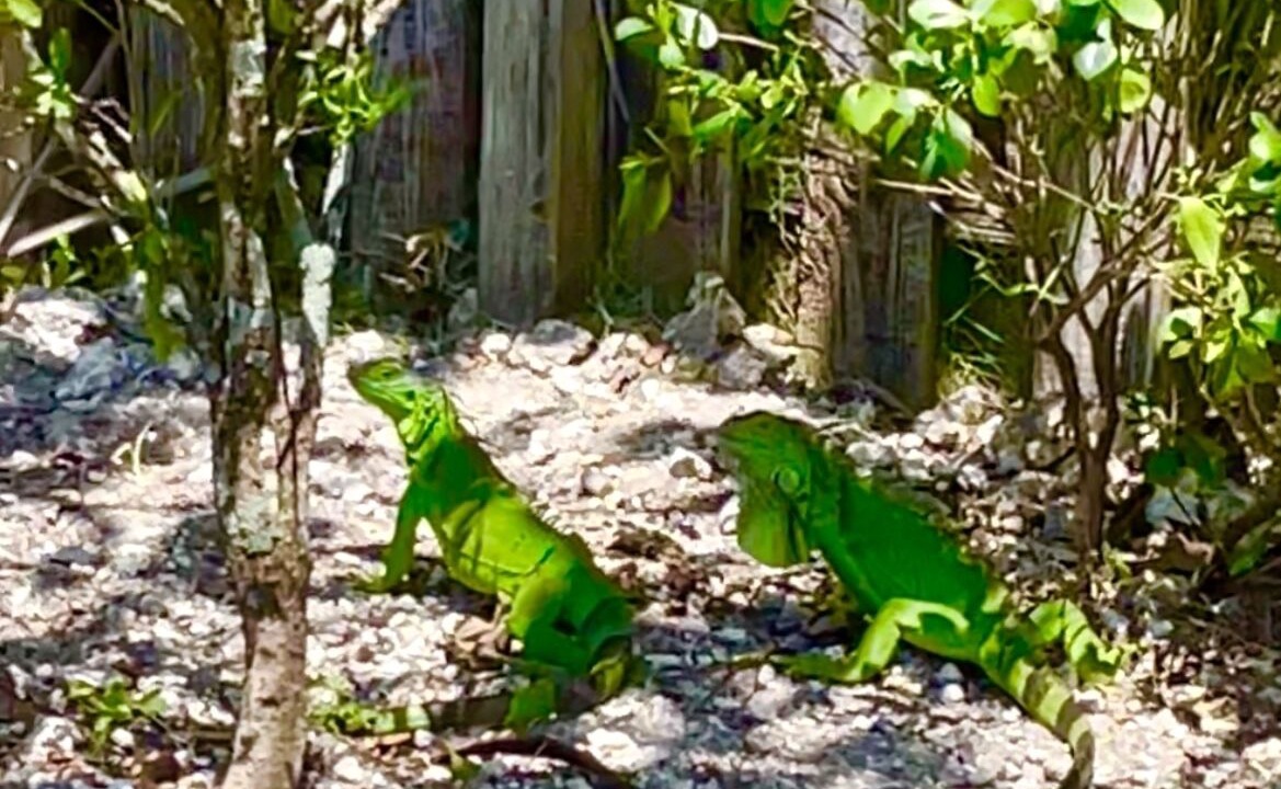 Photo of Outdoor in Palmetto Bay