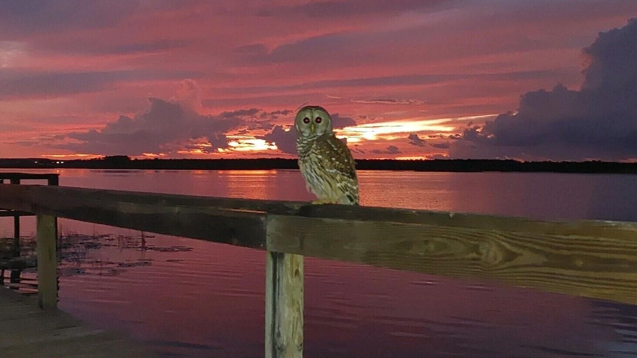 Photo of Others in Salt Springs