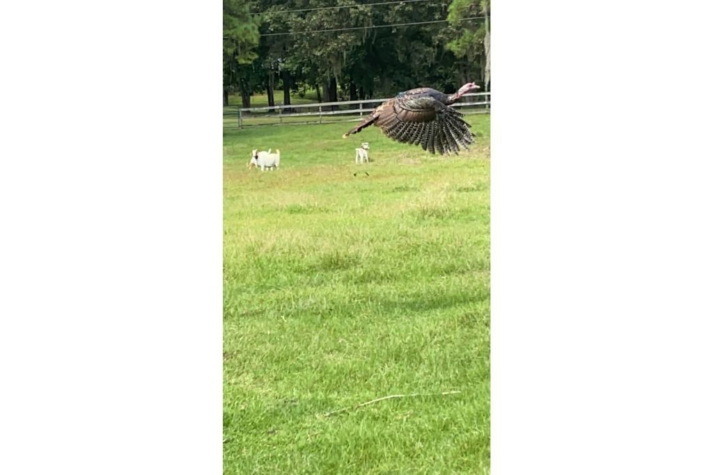Photo of Outdoor in High Springs
