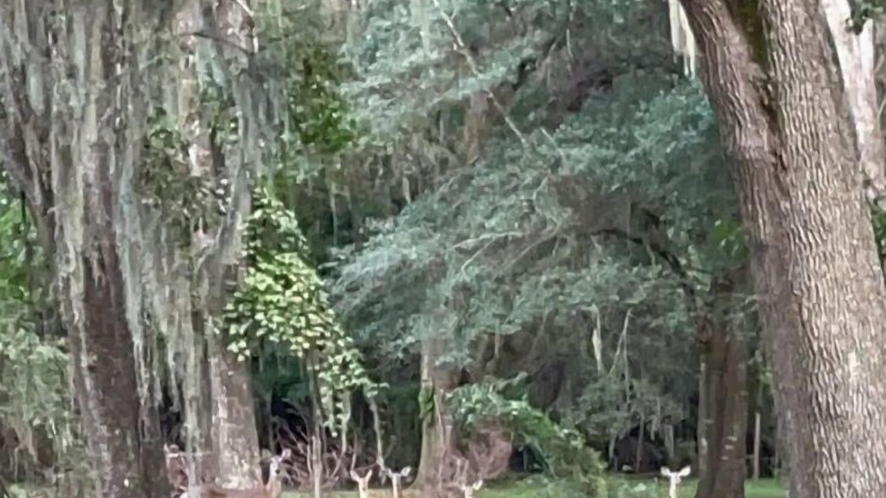 Photo of Outdoor in High Springs