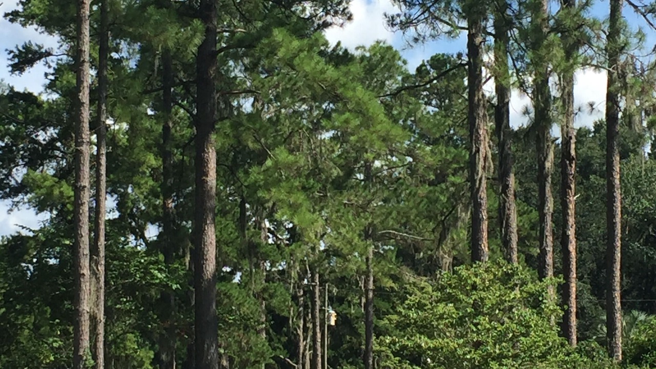 Photo of Outdoor in Live Oak