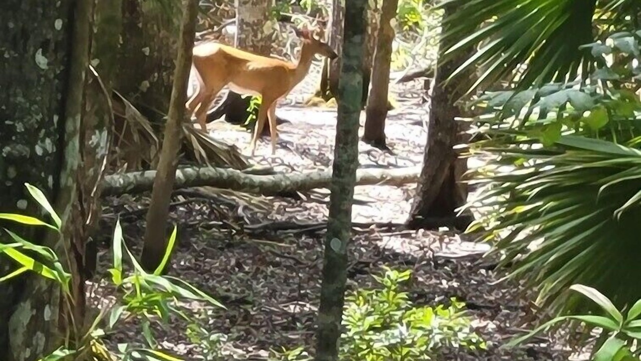 Photo of Outdoor in Crawfordville