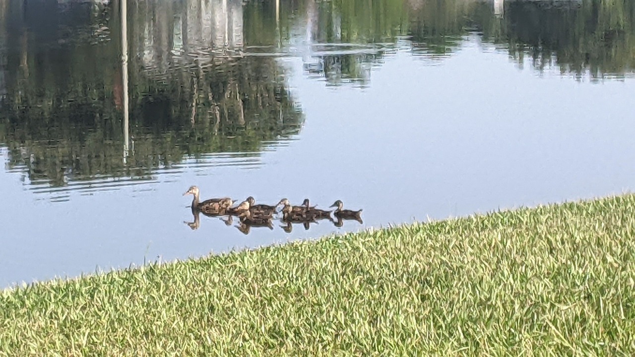 Photo of Outdoor in Port Saint Lucie