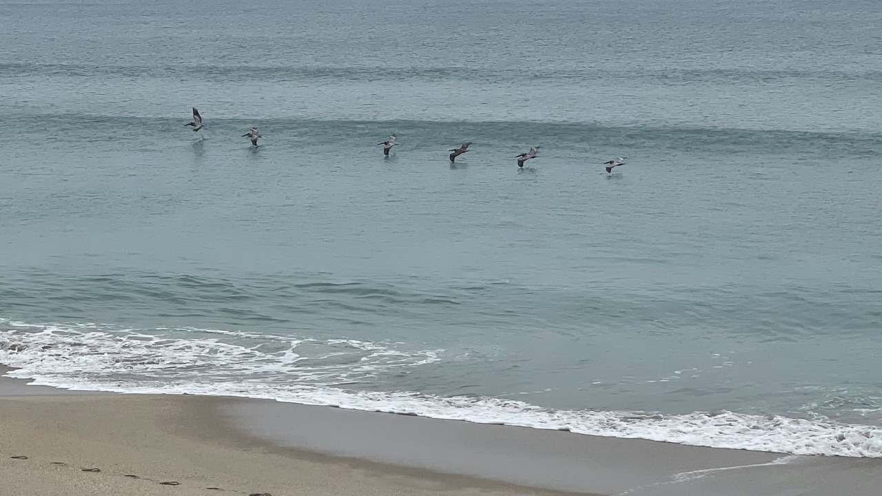 Photo of Others in Floridana Beach