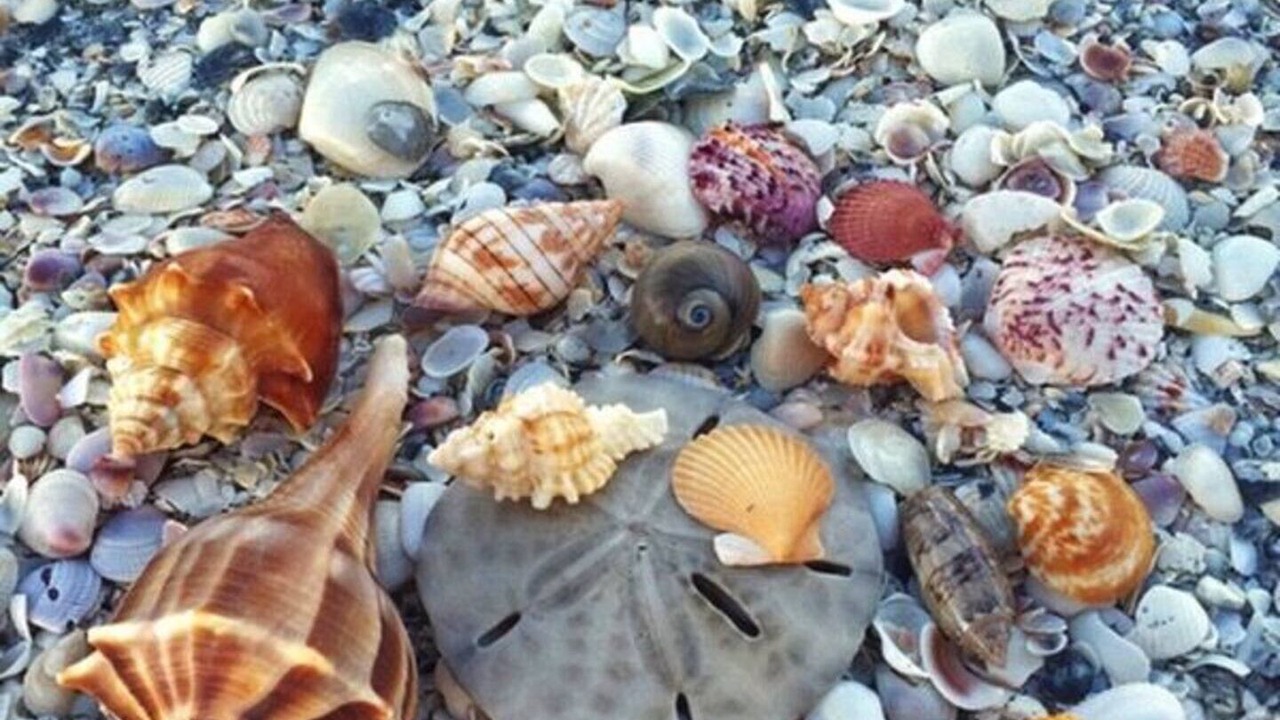 Photo of Others in Cape Harbour