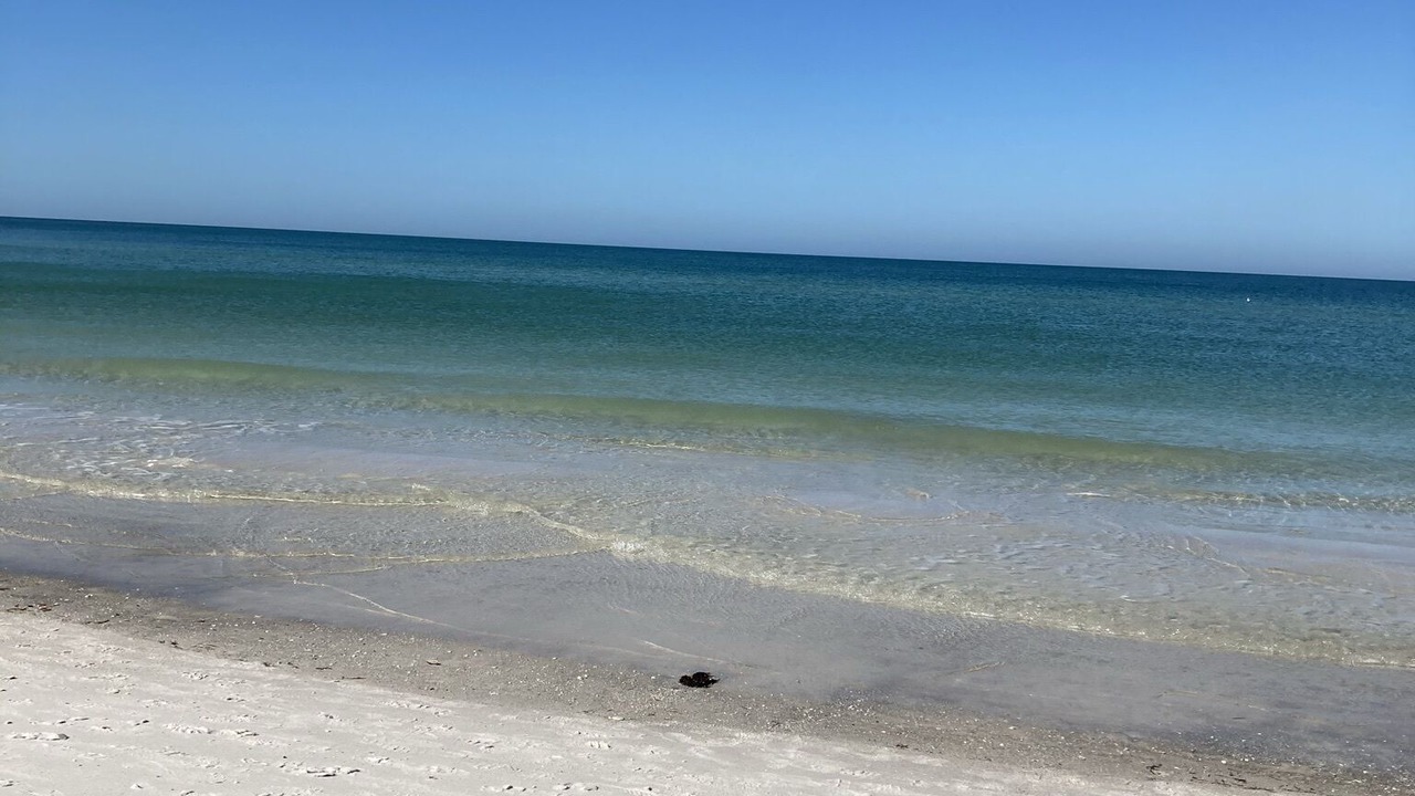 Photo of Others in Coquina Sands