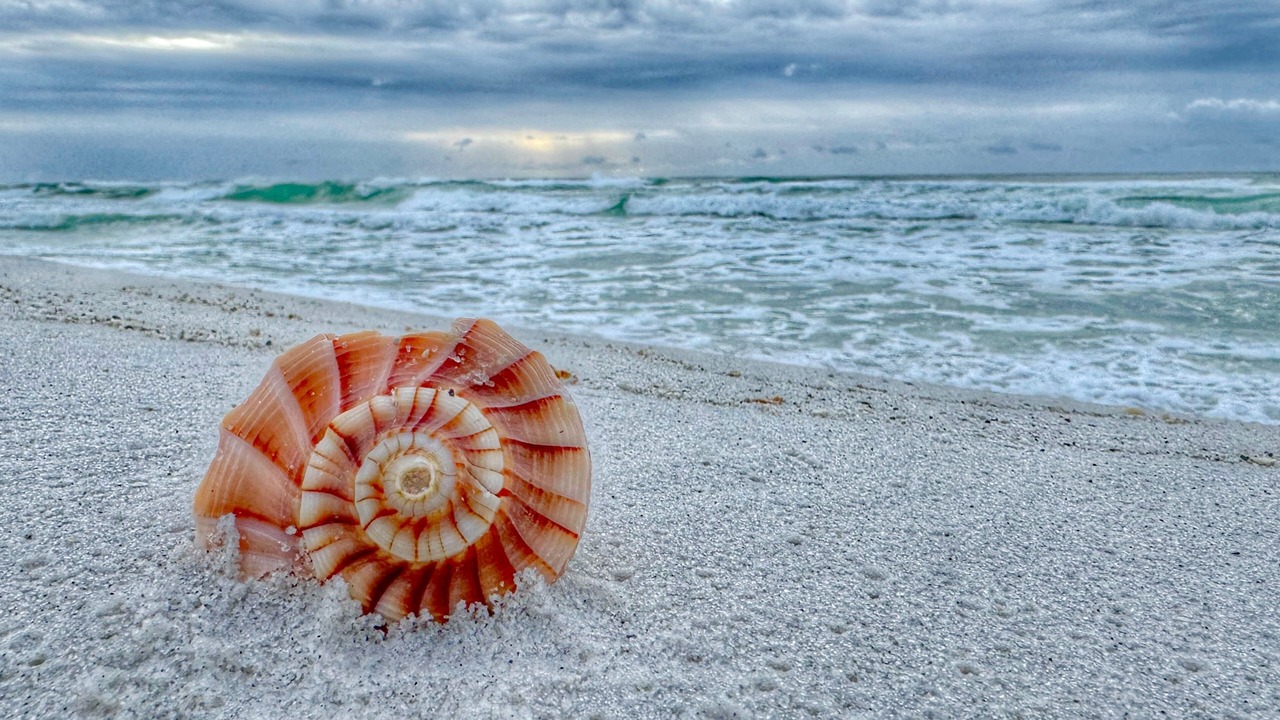 Photo of Others in Navarre Beach