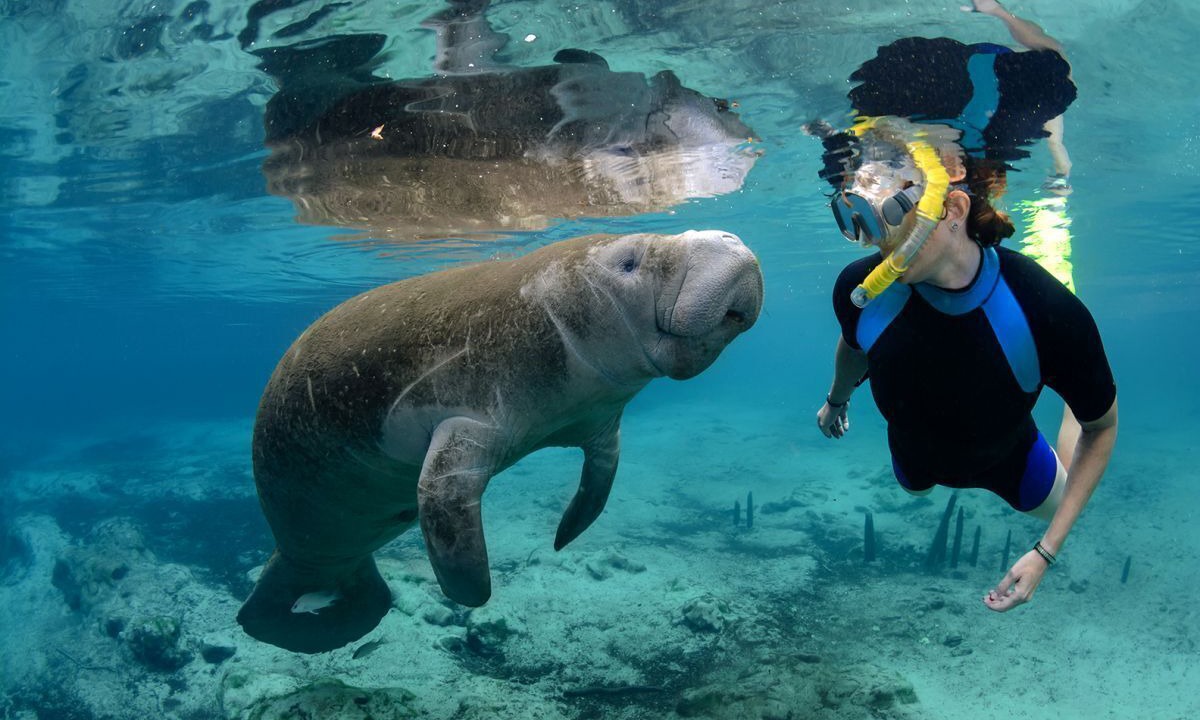 Photo of Others in Crystal River