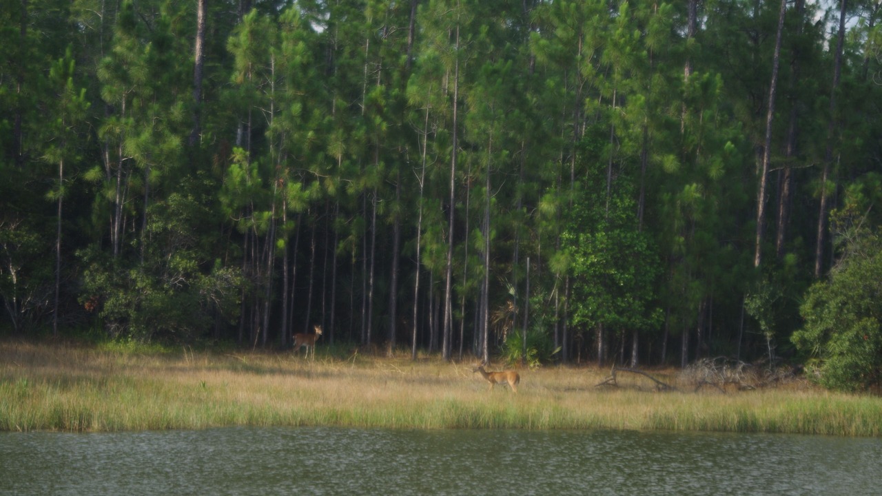 Photo of Outdoor in Fort Myers