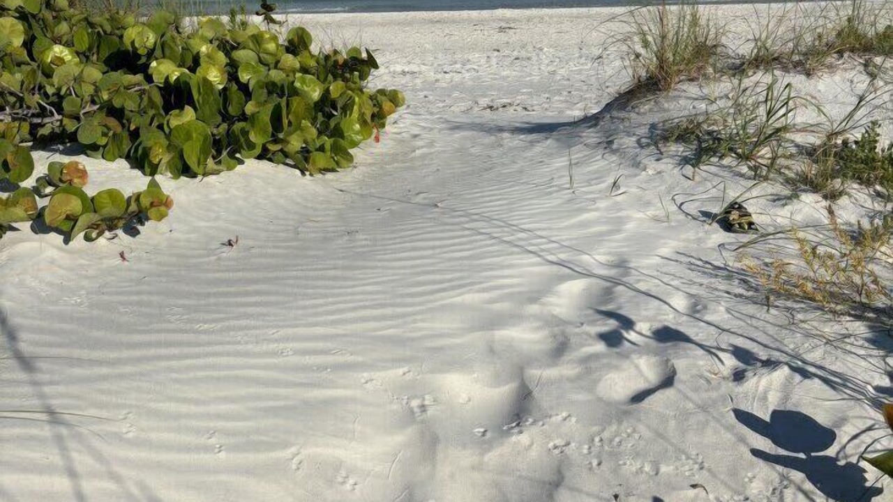 Photo of Others in Belleair Beach