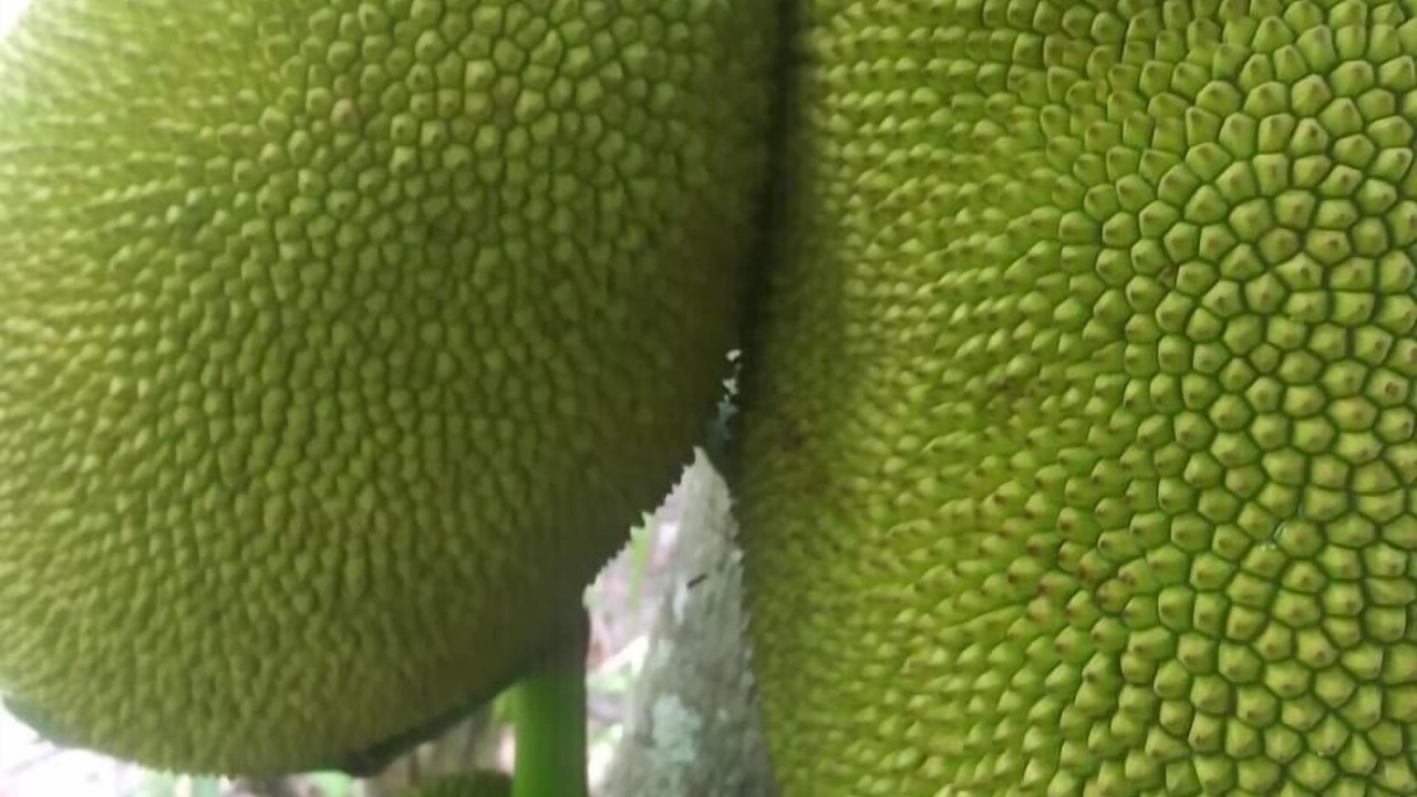 Photo of Outdoor in Punta Gorda