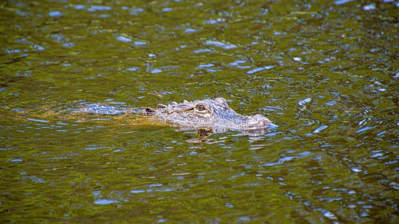 Photo of Others in Wesley Chapel