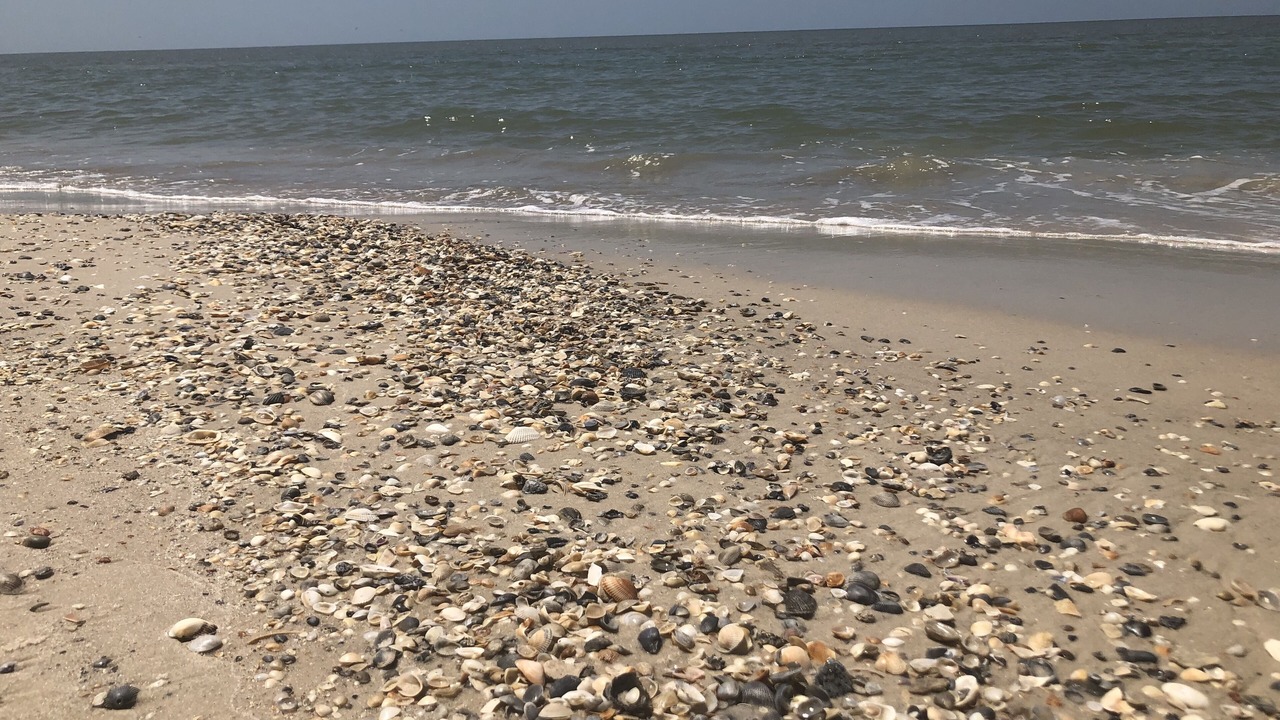 Photo of Others in Mexico Beach
