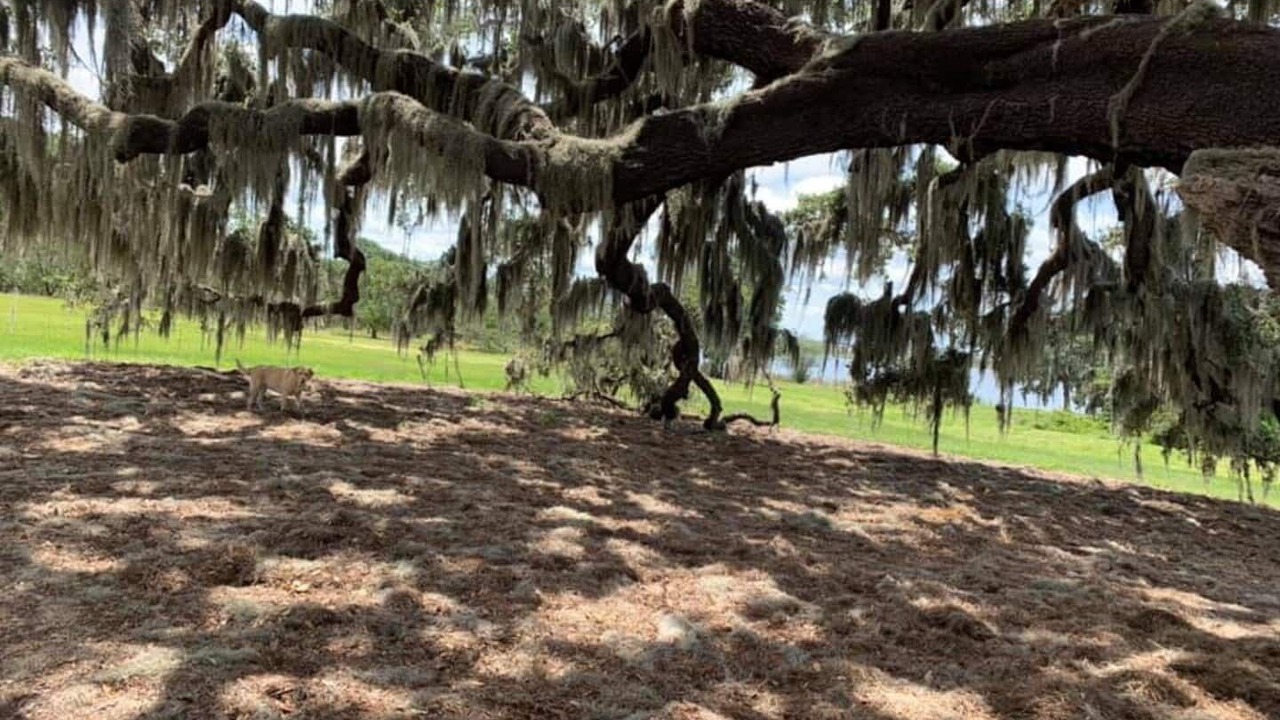 Photo of Outdoor in Winter Garden