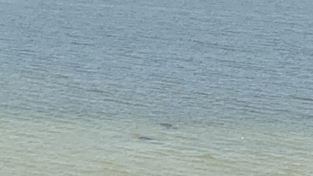 Photo of Others in Port Canaveral