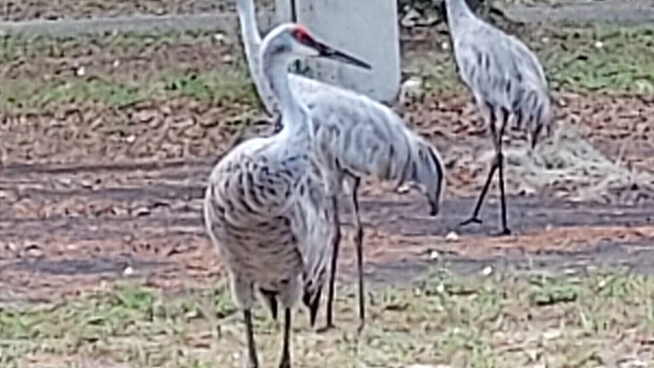 Photo of Others in Citrus Springs