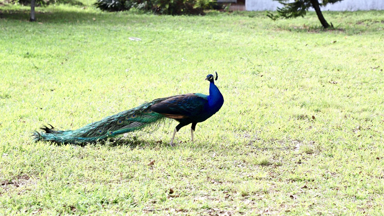 Photo of Outdoor in River Oaks