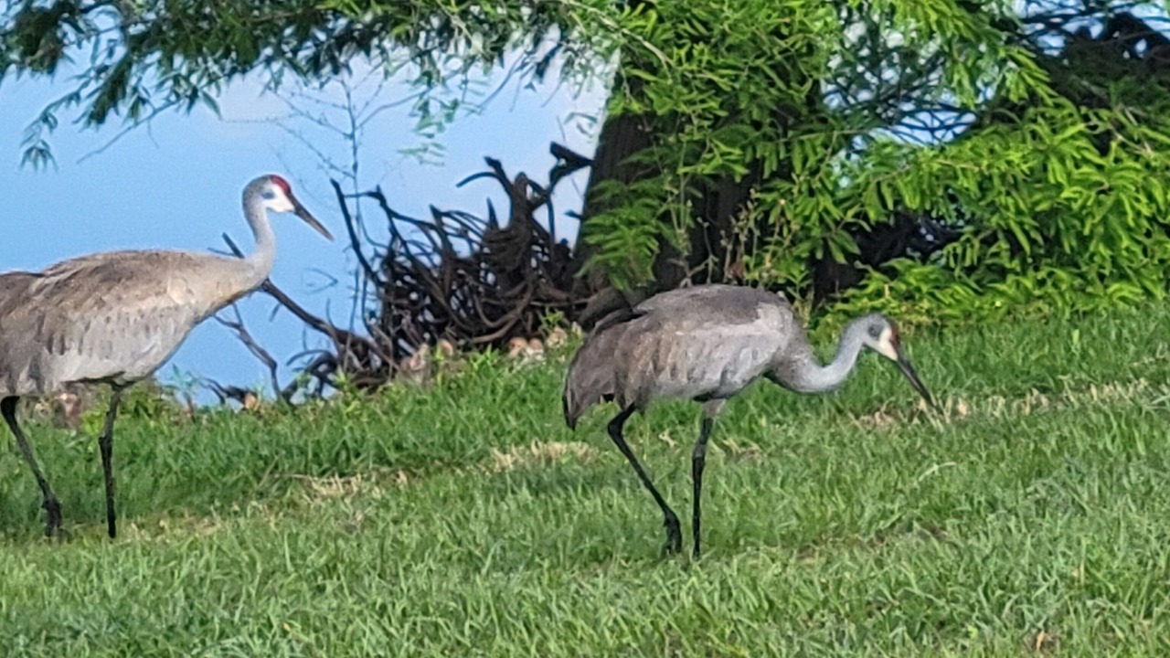 Photo of Others in Calumet Grove