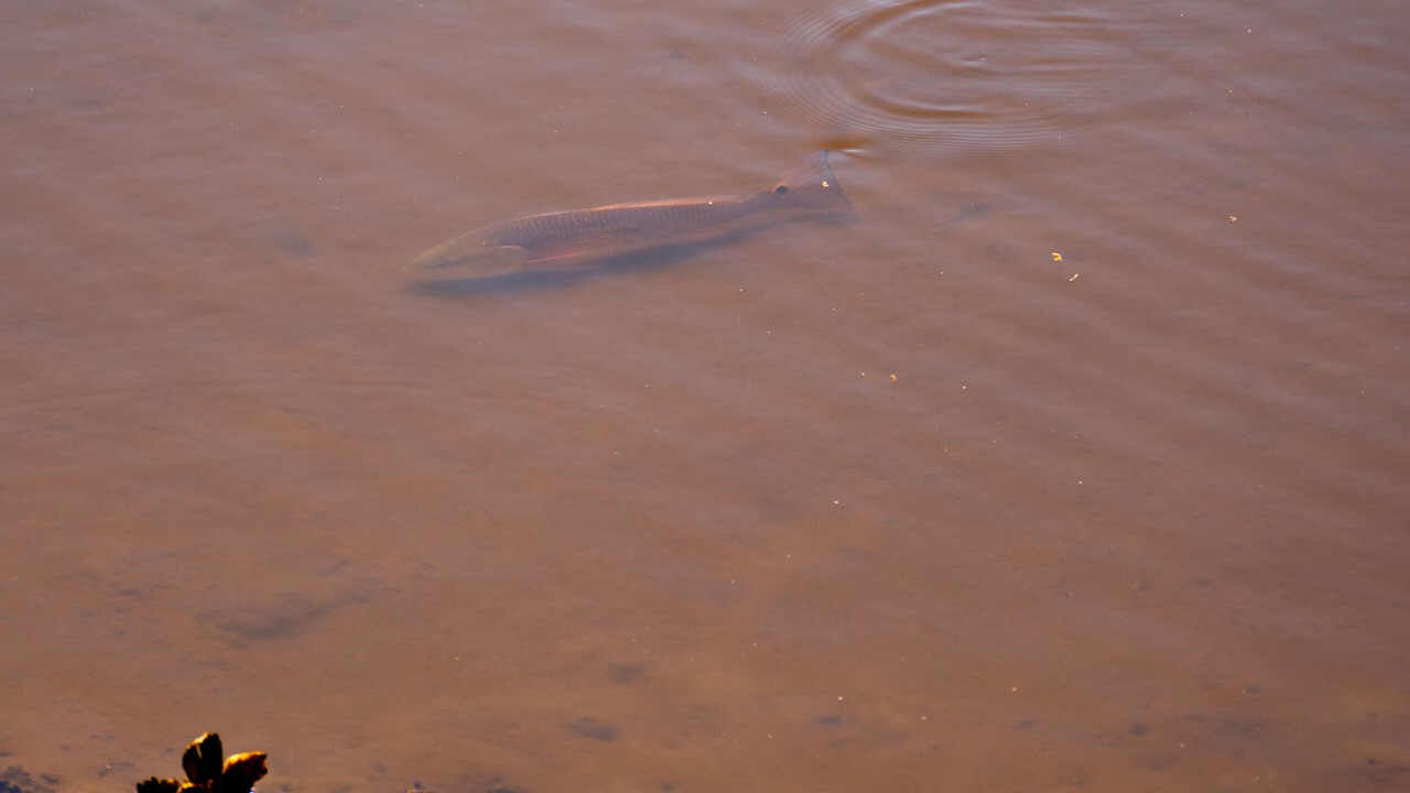 Photo of Others in Girvin