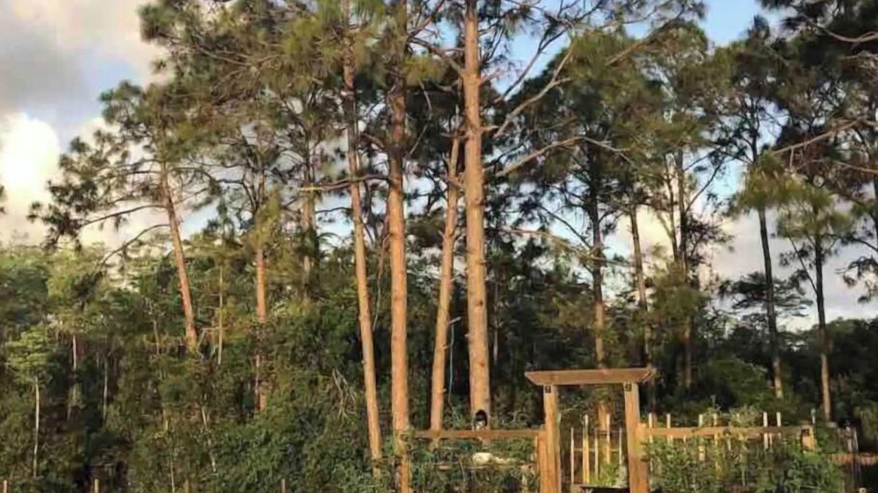 Photo of Outdoor in Jupiter
