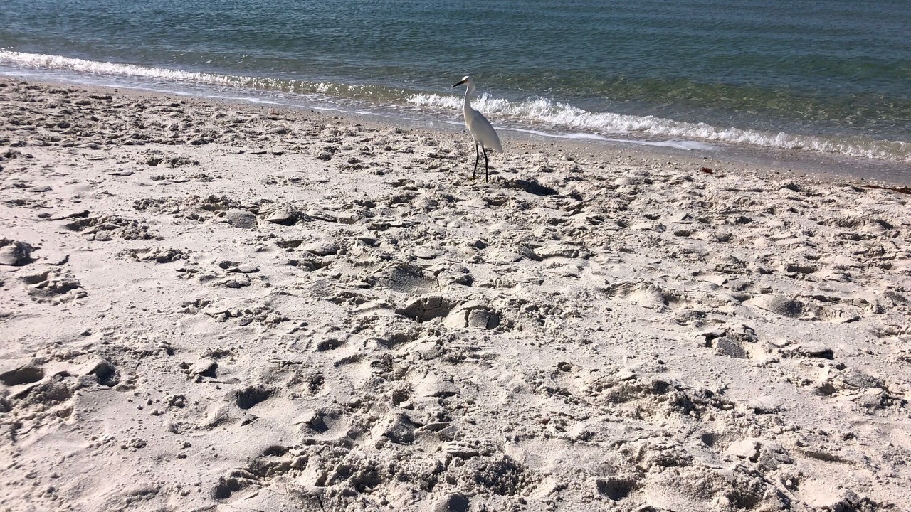 Photo of Others in Vanderbilt Beach