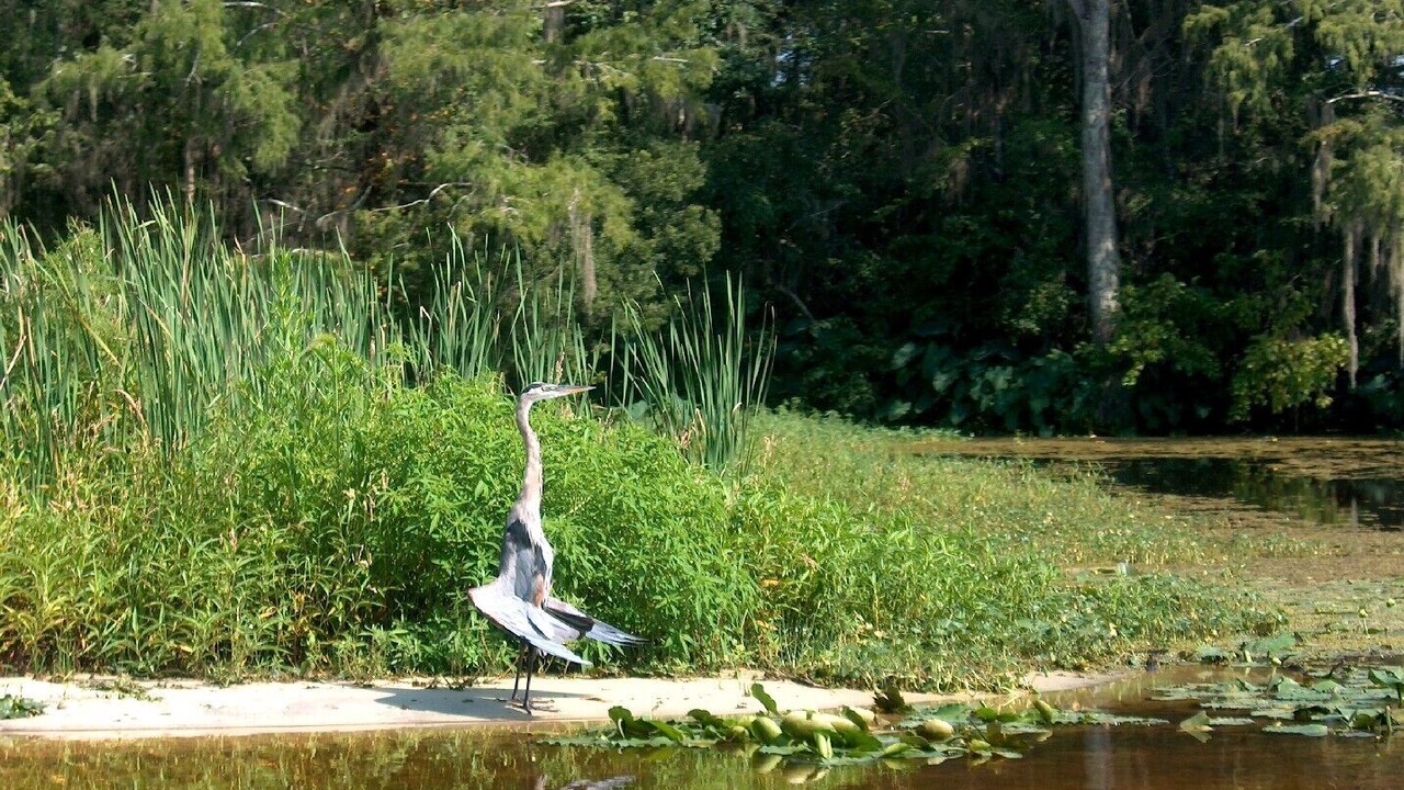Photo of Outdoor in Crawfordville