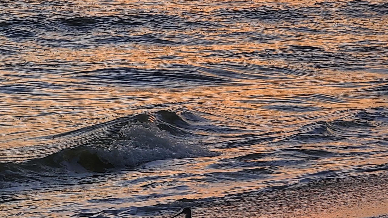 Photo of Others in Surf Side Shores
