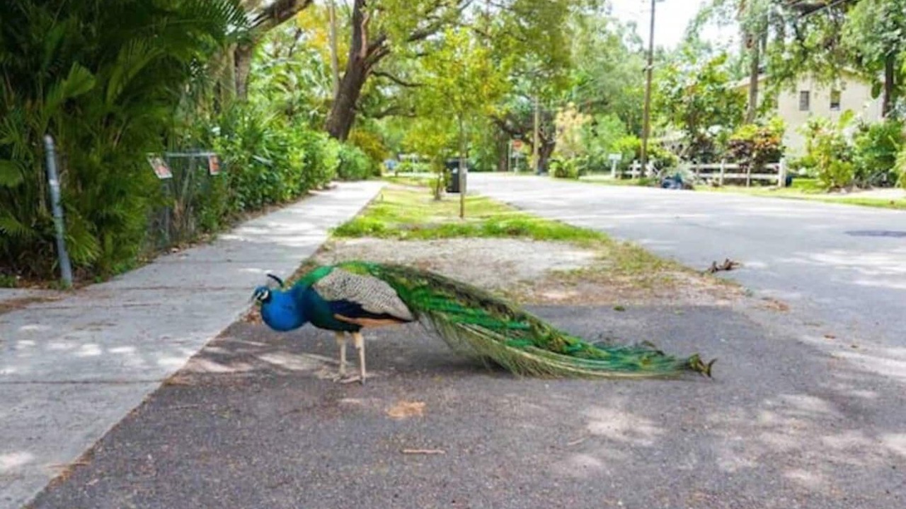 Photo of Others in River Oaks