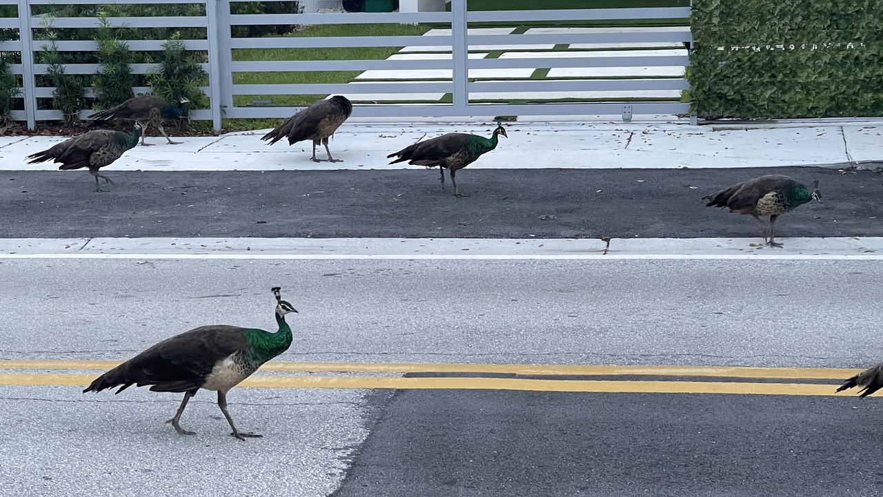 Photo of Others in Southwest Coconut Grove