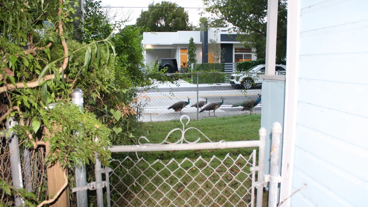 Photo of Others in Southwest Coconut Grove