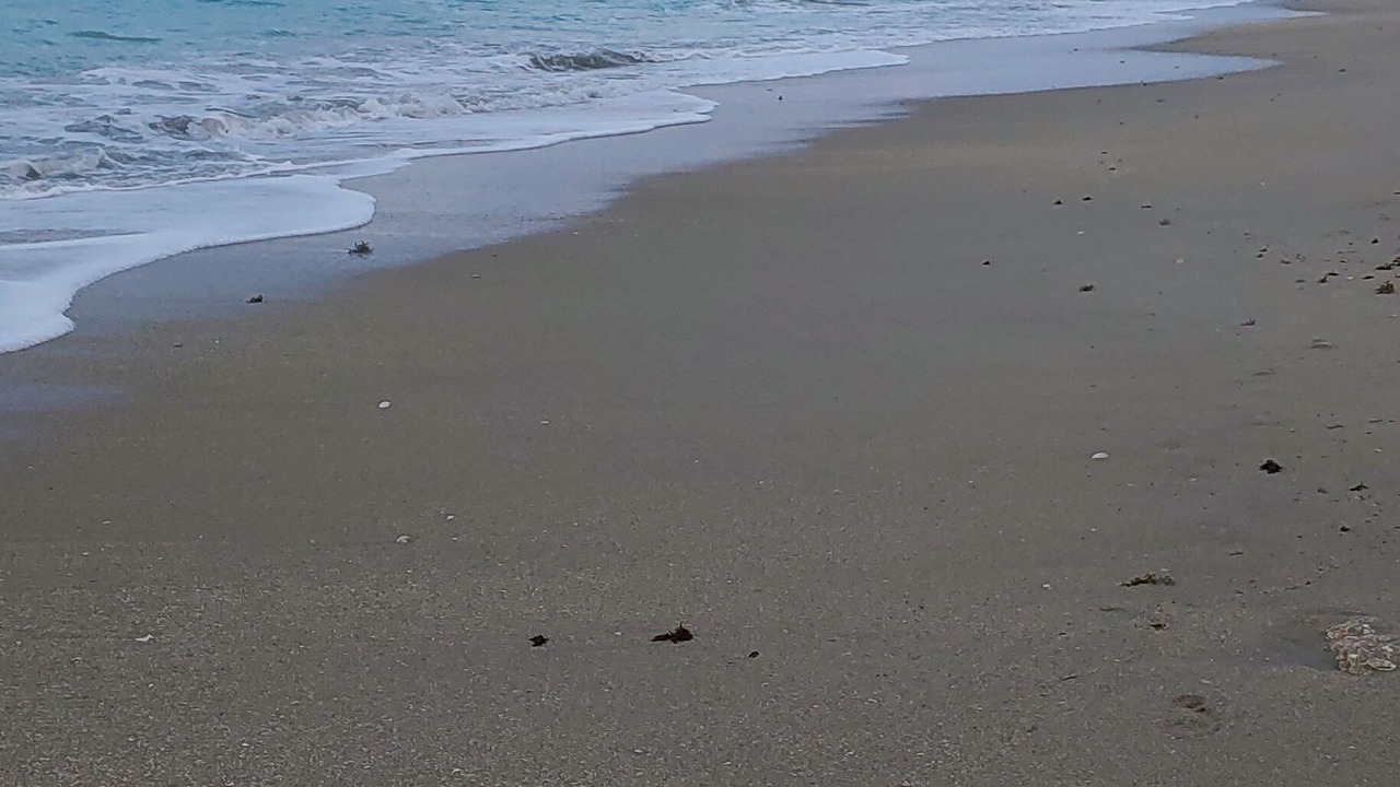 Photo of Others in Nettles Island