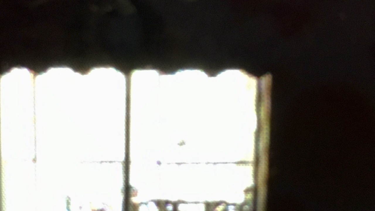 Photo of Others in Florida Central Atlantic Coast