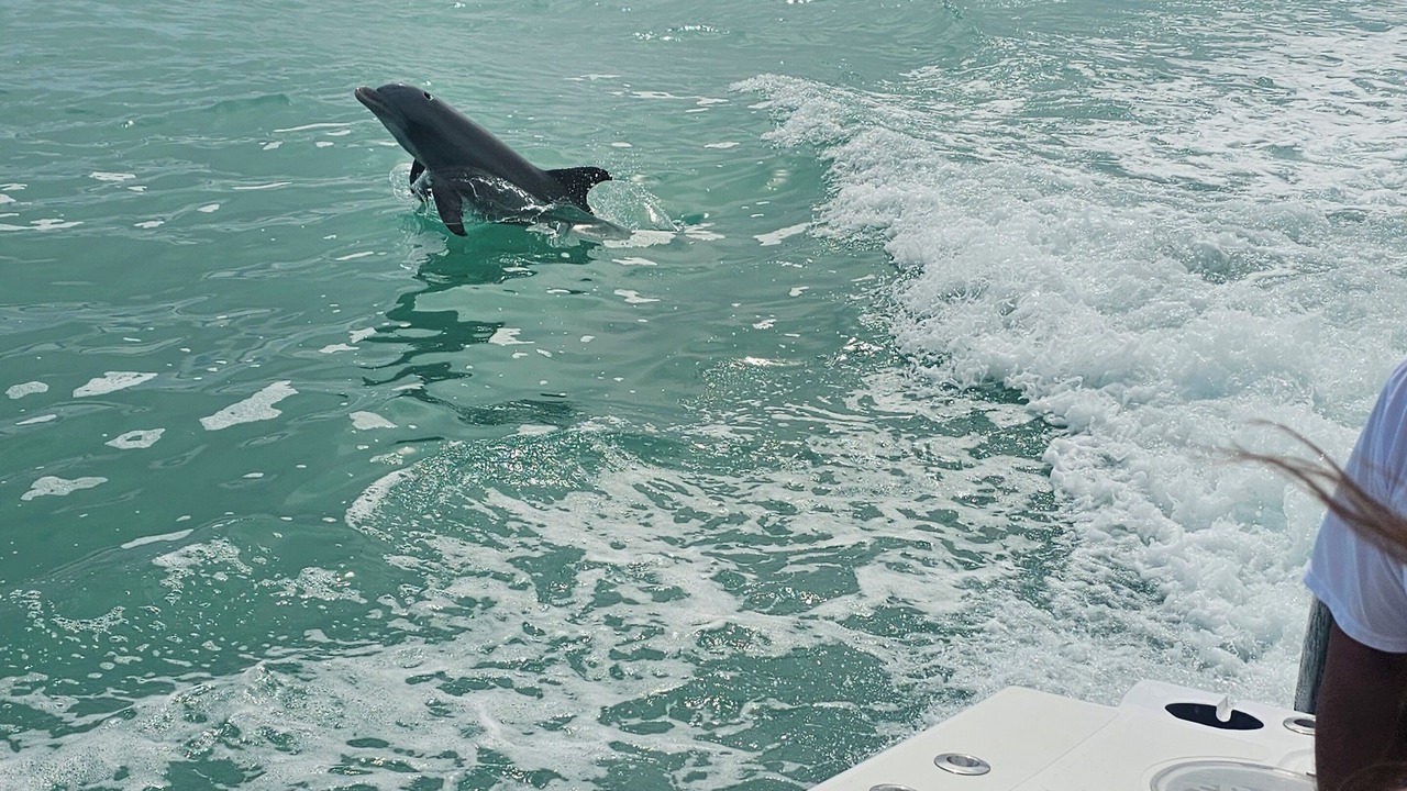 Photo of Others in Tavernier