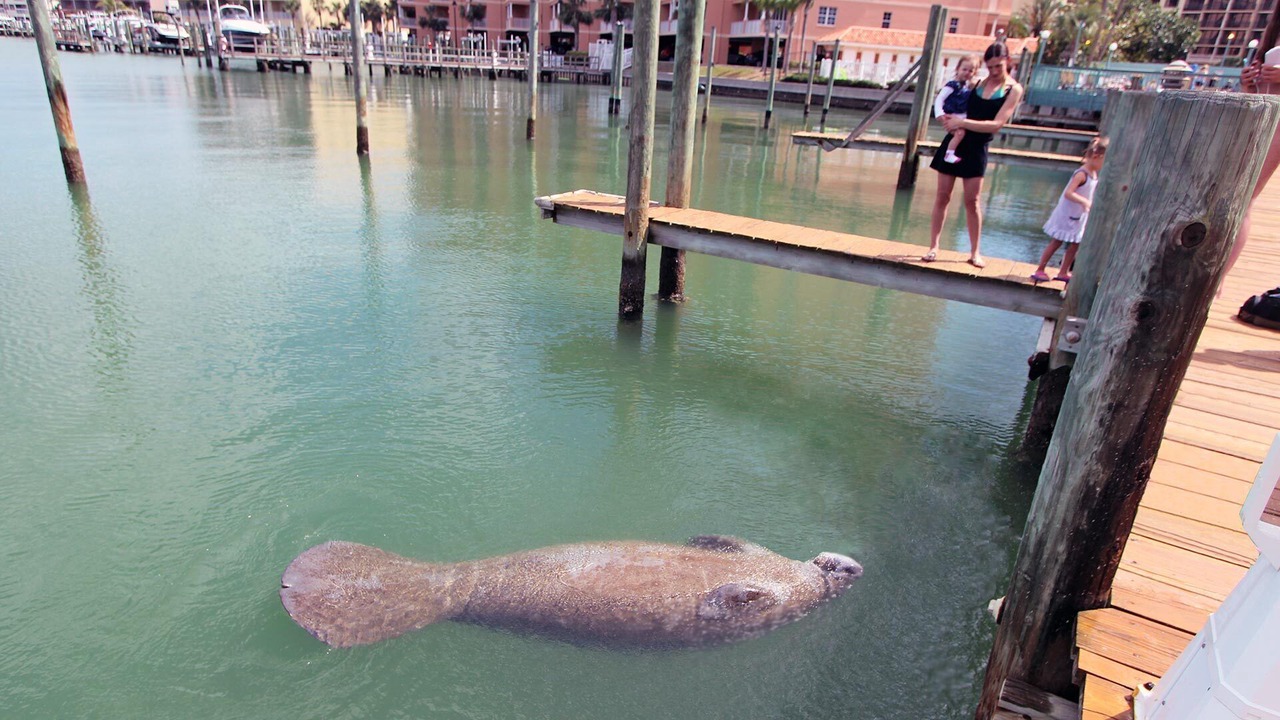 Photo of Others in Clearwater Beach