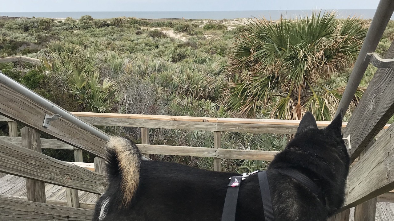 Photo of Others in Ponce Inlet