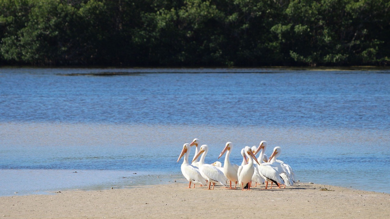 Photo of Others in Beachview Country Club Estates