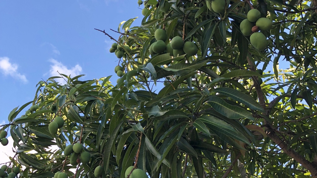 Photo of Outdoor in Mango Groves