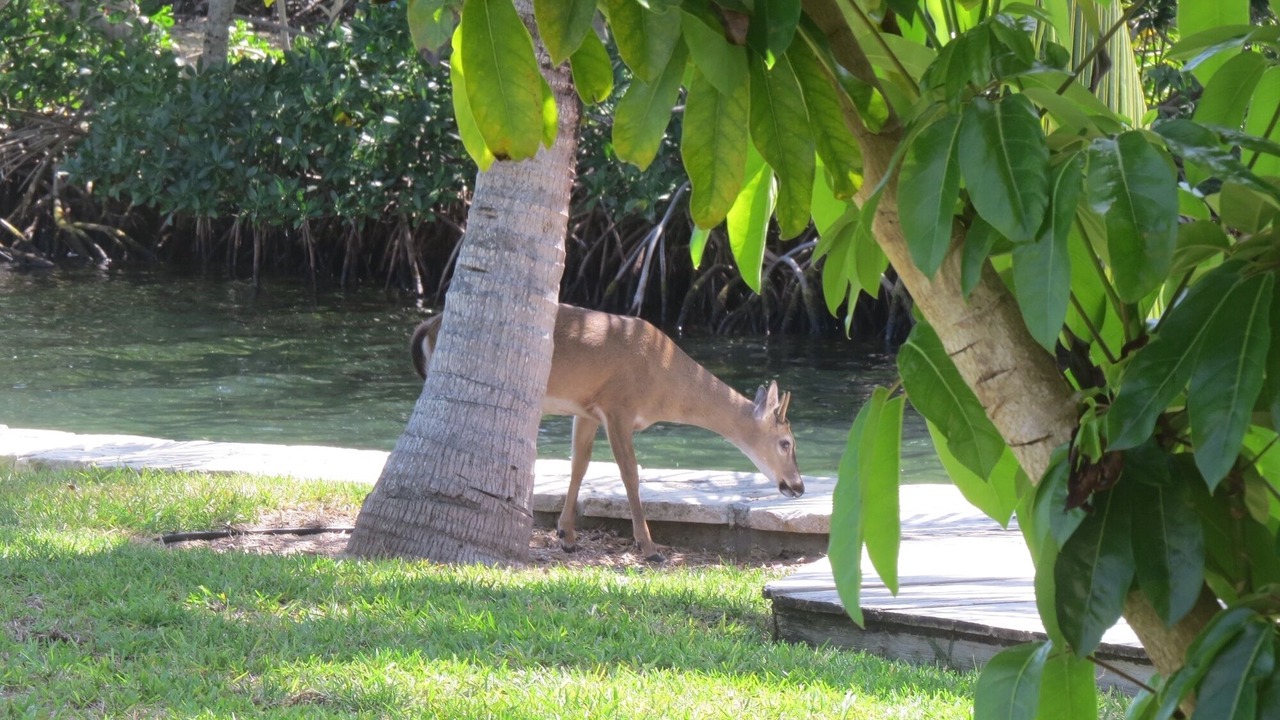 Photo of Outdoor in Little Torch Key