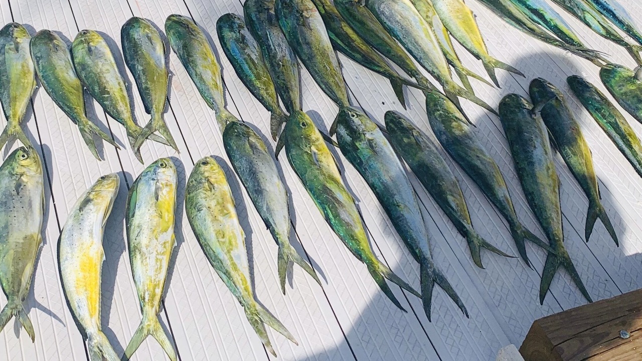 Photo of Others in Islamorada