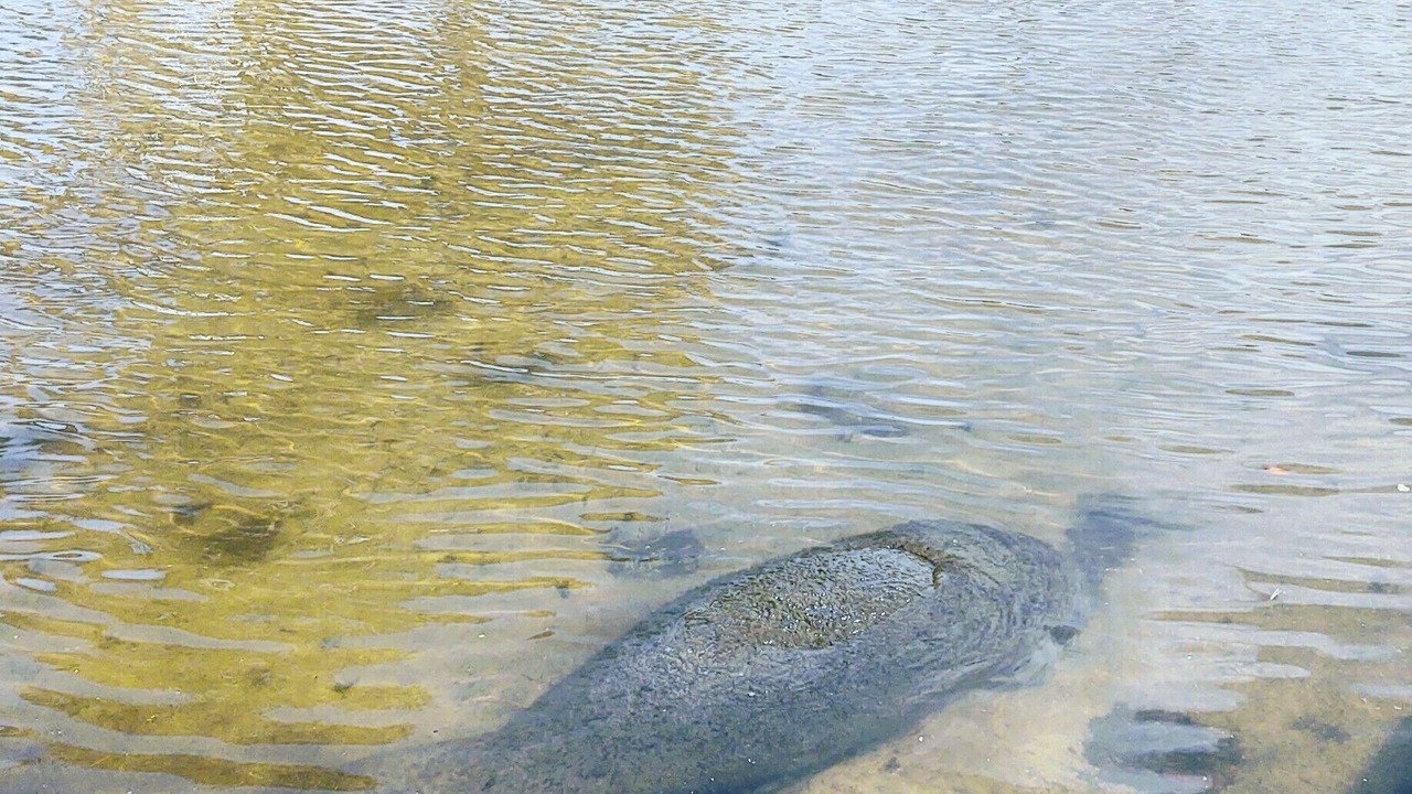 Photo of Outdoor in Titusville