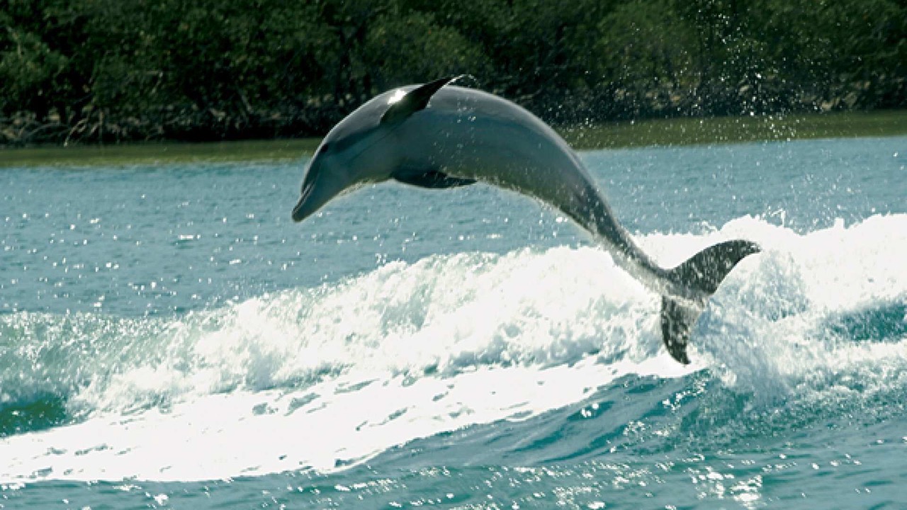 Photo of Others in Coquina Sands