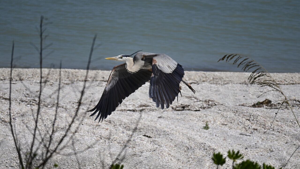 Photo of Others in North Captiva