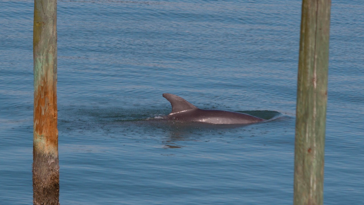 Photo of Others in Clearwater Beach