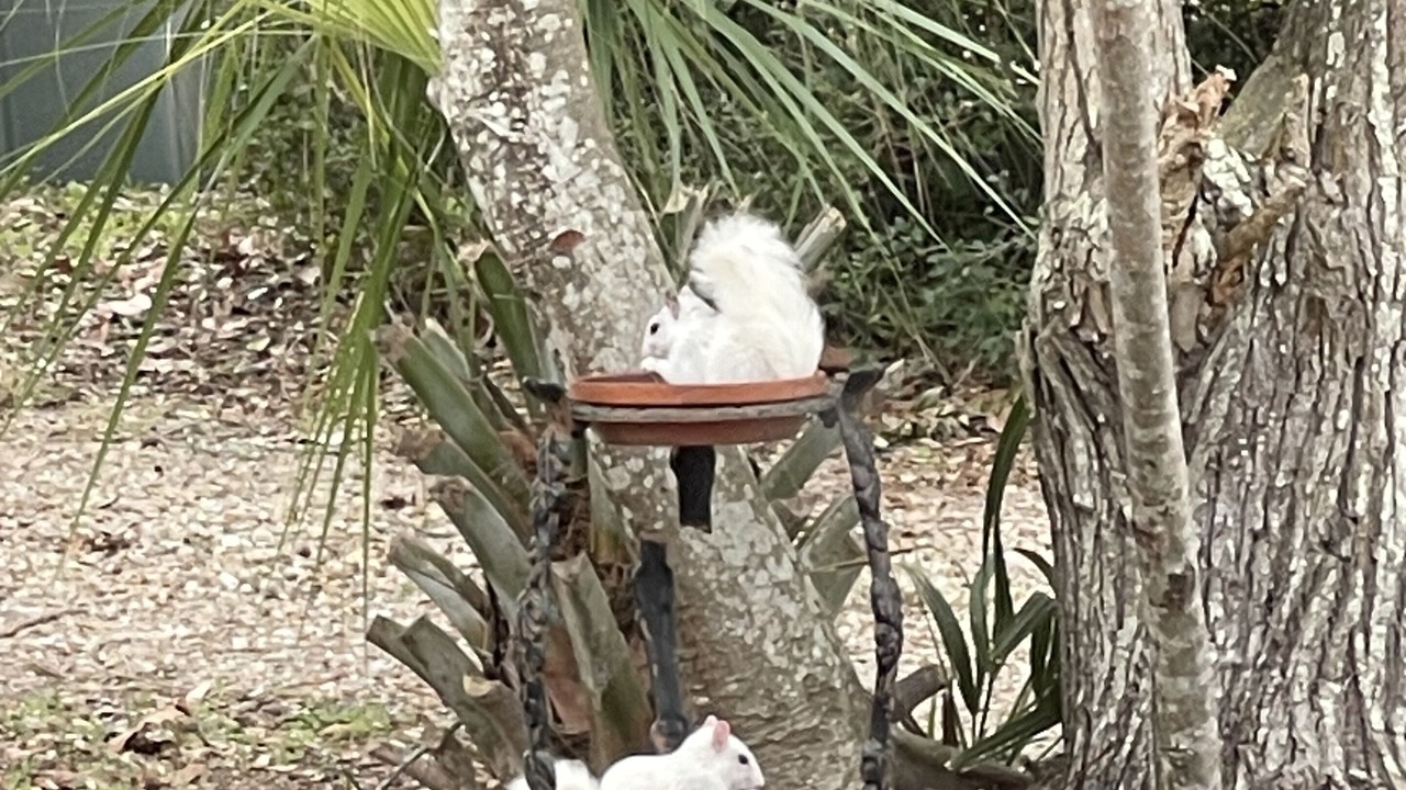 Photo of Outdoor in Alligator Point