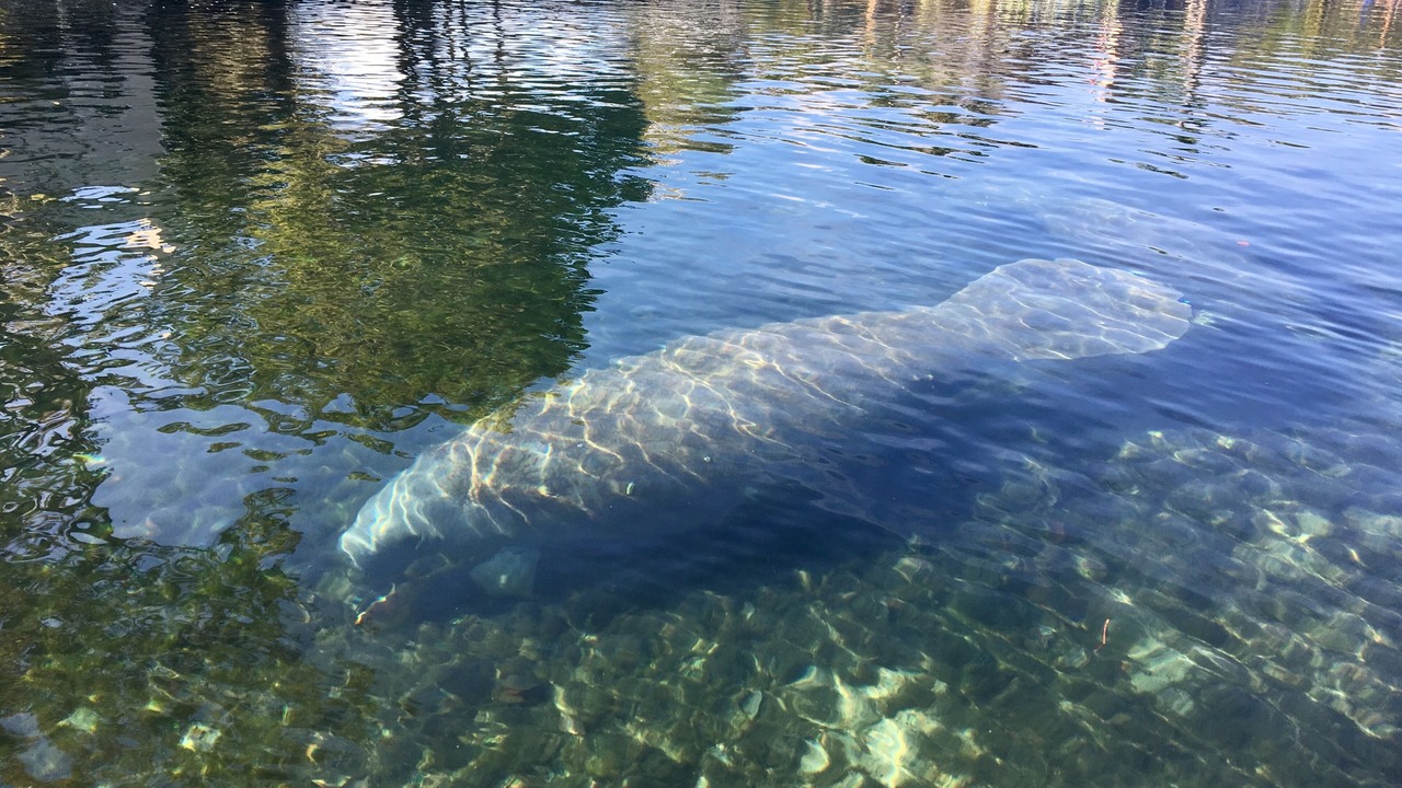 Photo of Others in Springs at Kings Bay