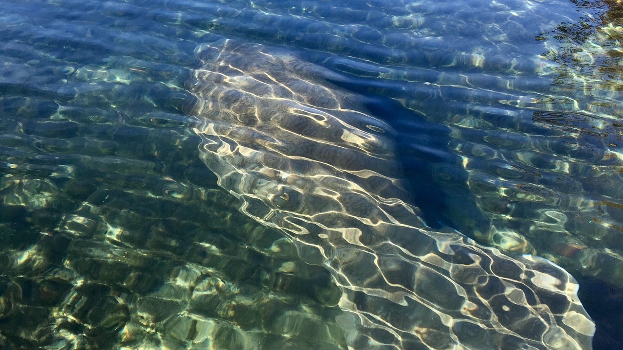Photo of Others in Springs at Kings Bay