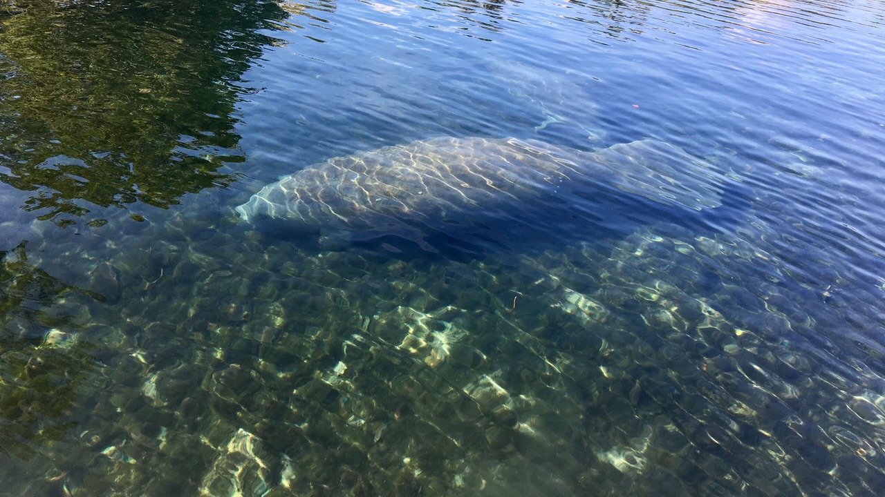 Photo of Others in Springs at Kings Bay