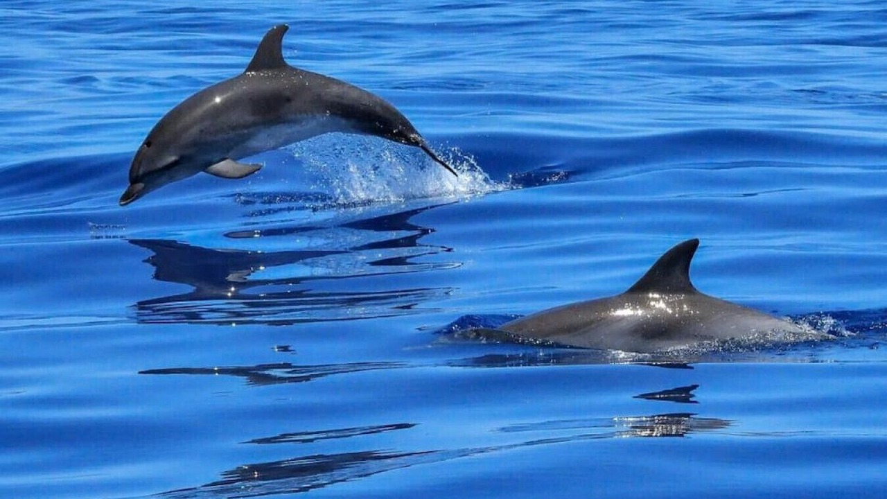 Photo of Others in Rocky Point